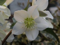 /album/fiori-invernali/elleboro-100-rid-jpg/